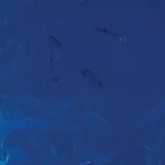 Cobalt Blue
