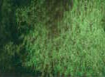 197 Green Apatite Genuine